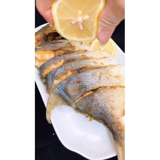 台灣黃金錩魚